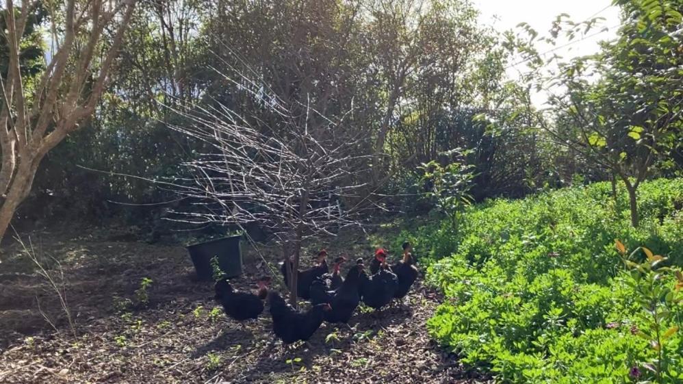 Vistalinda Farmhouse Faja dos Vimes Exteriér fotografie