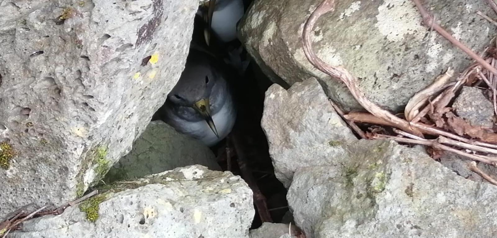 Vistalinda Farmhouse Faja dos Vimes Exteriér fotografie